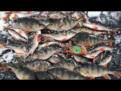 Видео: ПЕРШИЙ ЛІД 2022-2023. ВЕЛЕТЕНСЬКІ ОКУНІ на безмотилку. 🐟  Зимова риболовля 2023.