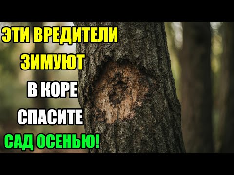Видео: ОСЕННИЕ ВРЕДИТЕЛИ — ОНИ УНИЧТОЖАТ ВАШ САД!