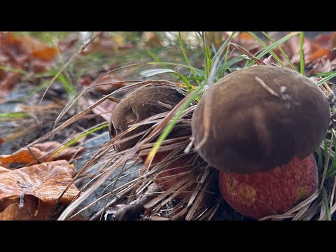 Видео: БЕЛЫЕ ГРИБЫ и ДУБОВИКИ в ноябре!!!Гора «Белых Великанов»2024