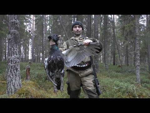 Видео: ОХОТА НА ГЛУХАРЯ(лучше и не придумаешь)))