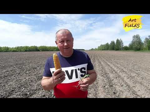 Видео: Кукурудза, що потрібно зробити до 5 листа.