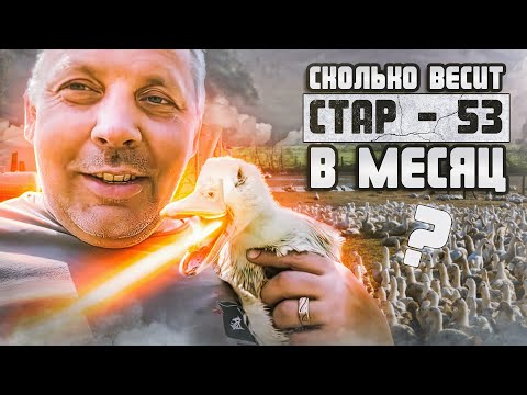 Видео: Вес утят СТАР-53 в месяц. Чем я кормлю утят с месяца? "Мое Подворье"