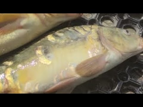 Видео: Поймал зеркального карпа? 1 часть на рыбалке