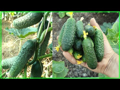 Видео: ВЫРАЩИВАЕМ ОГУРЦЫ БЕЗ ХИМИИ / 100% ОРГАНИЧЕСКОЕ ЗЕМЛЕДЕЛИЕ
