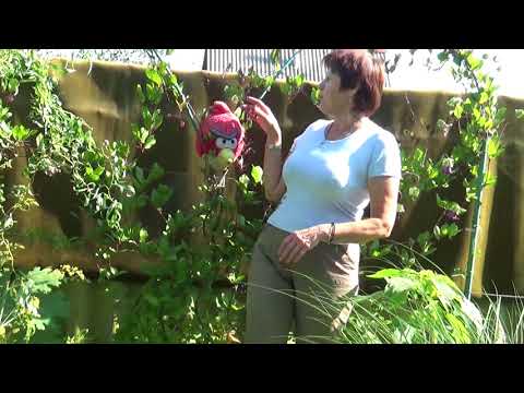 Видео: КОБЕЯ. Я её ПРИРУЧИЛА!