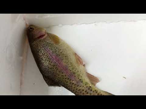 Видео: форель в УЗВ в одном помещении с раками