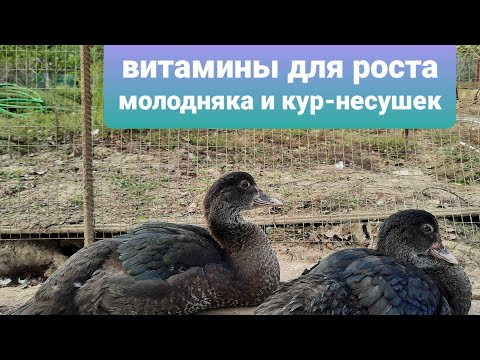 Видео: Рост поздних утят//Витаминные добавки для утят, цыплят, породных кур и т.д. от ДКБ
