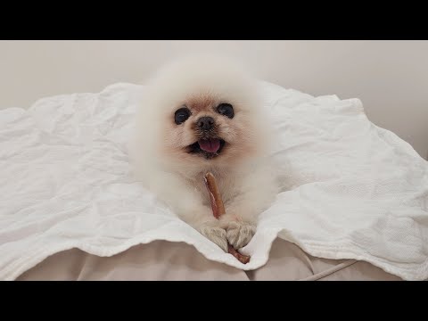 Видео: Мои щенки были в восторге, когда я целый день делала и давала им что-нибудь жевать!