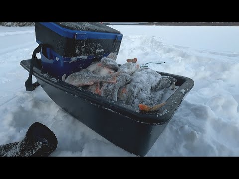 Видео: О ТАКОЙ РЫБАЛКЕ МОЖНО ТОЛЬКО МЕЧТАТЬ!!! БЕШЕННАЯ РАЗДАЧА КРУПНОГО ОКУНЯ! Рыбалка 2023