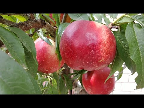 Видео: Нектарин Сноу Дроп. Nectarine Snow Droop. Білом'ясий сорт, виражений, солодкий смак. Огляд Максі Сад