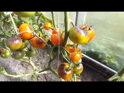 Видео: Прогулка по теплицам (Часть VIII)