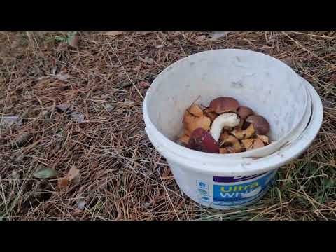 Видео: Не удержалась-пошла за грибами