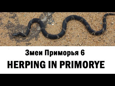 Видео: Змеи Приморья 6 / Herping in Primorye 6 (2019)