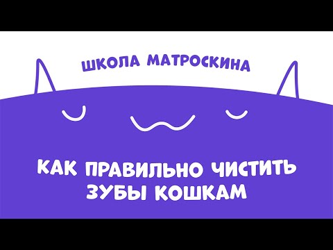 Видео: Школа Матроскина. Как правильно чистить зубы кошкам?