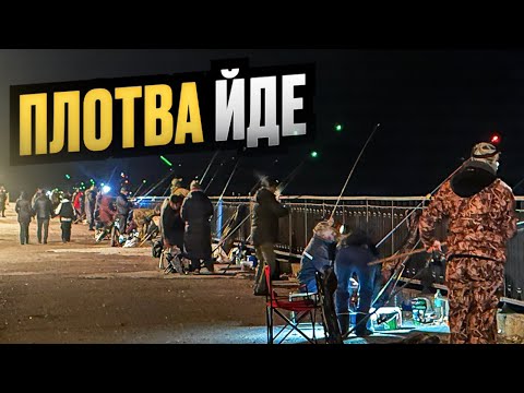 Видео: ТАРАНЬ ПАКУЮТЬ ПОВНИМ ХОДОМ‼️Фідерна рибалка на ДНІПРІ🎣