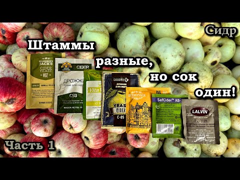 Видео: Сидр на разных дрожжах! Часть 1. Переработка яблок, брожение и розлив.