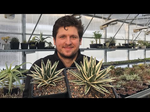 Видео: Размножение Агав детками. Результат удаления макушки и разрубания розетки год спустя.