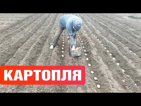 Видео: Картопля. Посадка картоплі під мотоблок. Садимо картоплю14.04.2022