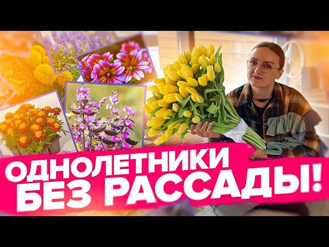 Видео: ОДНОЛЕТНИЕ ЦВЕТЫ БЕЗ РАССАДЫ. Что посеять сразу в грунт?