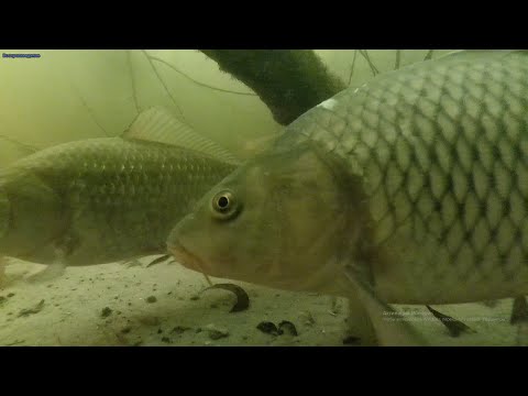 Видео: САЗАН УДОЧКУ СЛОМАЛ ДВАЖДЫ! подводное видео рыбалка на зимний боковой кивок. ловля сазана-карпа