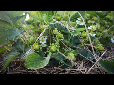 Видео: Останні дні Жовтня.Ще садимо Полуницю