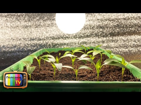 Видео: Не подсвечивайте рассаду пока не посмотрите это видео!