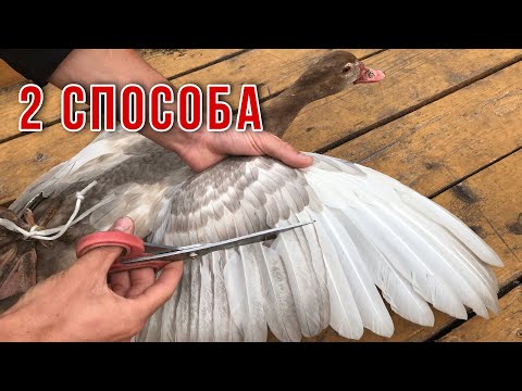 Видео: Как правильно подрезать крылья Мускусным уткам / Когда обрезать перья / 2 правильных способа