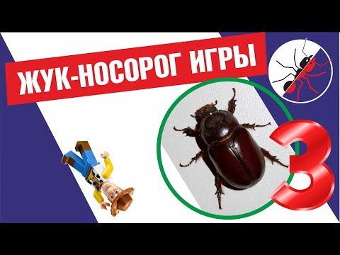 Видео: Жук-носорог. ПОИГРАЛ - ОТПУСТИ!