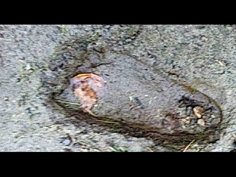 Видео: Охотники на снежного человека