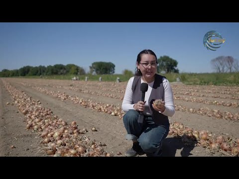 Видео: ШЫМЫРДЫҢ ЖУАСЫ / АГРО АЙМАҚ / 10.09.2025