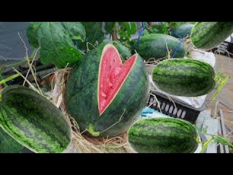 Видео: как вырастить сладкий и вкусный арбуз в домашних условиях