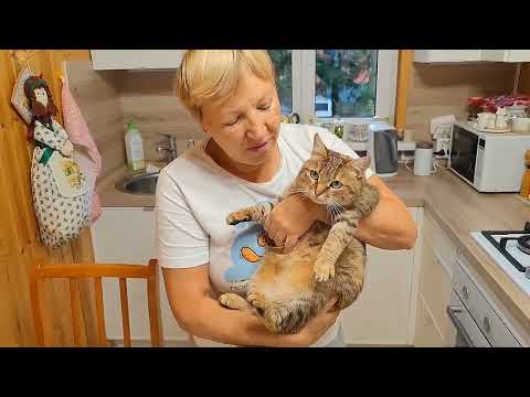 Видео: Готовим новое путешествие или КОТоБУДНИ последних дней октября 2025 г.