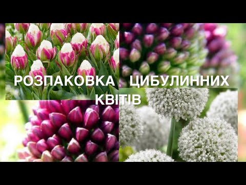 Видео: #РОЗПАКОВКА.  Супер 👍 #АЛЛІУМИ та #ТЮЛЬПАНИ  з Голандії.