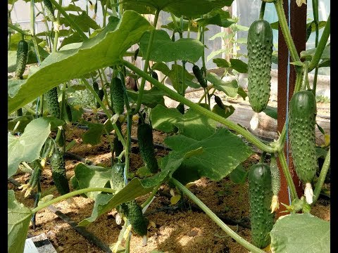 Видео: Очень Урожайные огурцы сортов Арктика ,Бьйорн и Лютояр Обзор в реальности