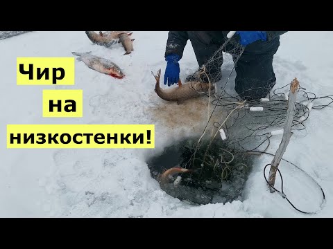 Видео: Ловим Чира! (сети низко стенки)