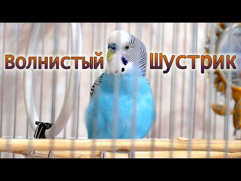 Видео: Весёлое пение волнистого попугая.