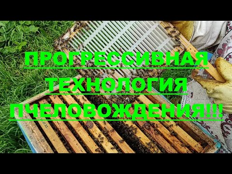 Видео: НЕОСПОРИМОЕ !!! ПРЕВОСХОДСТВО ТЕХНОЛОГИИ ИЗОЛЯЦИИ МАТОК НАД стандартным пчеловождением !!!