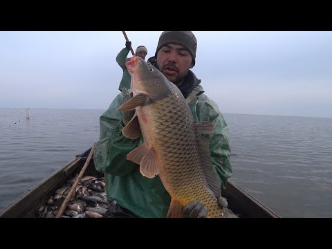 Видео: ТЮЛЕНЬ САЗАНЫ ЛЕЩИ СУДАКИ ЩУКИ ЗАЛИЛИСЬ РЫБОЙ В МОРЕ