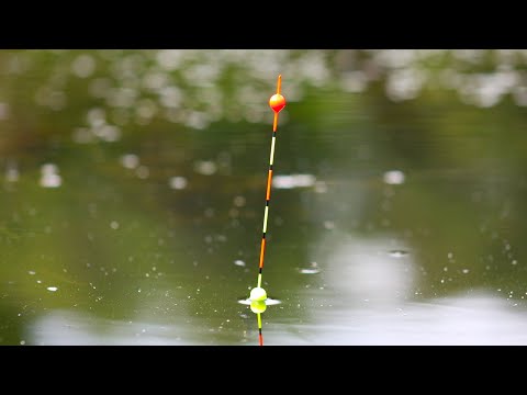 Видео: КАРАСІ КАБАНИ🐟  ПОПАВ НА РОЗДАЧУ З РАНКУ🎣  Поплавок в літку 2025 /Always with Kruchkoff