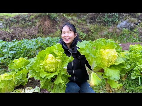 Видео: В капусте одновременно сочетаются овощи и мясо, и вся семья от нее в восторге.