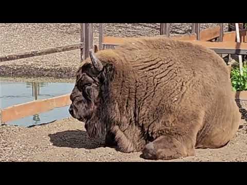 Видео: Минский Зоопарк.13.09.2024.