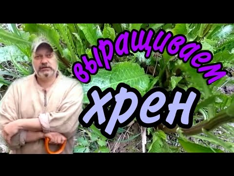 Видео: Посадить хрен у себя в огороде. Как вырастить хрен.