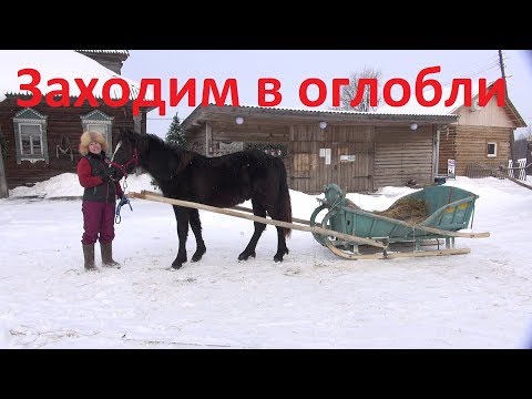 Видео: Жеребёнок. Начало заездки в сани.