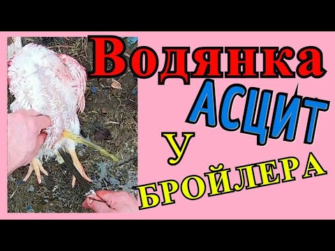 Видео: АСЦИТ (ВОДЯНКА) У БРОЙЛЕРОВ. Жидкость в животе. ЧТО ДЕЛАТЬ?