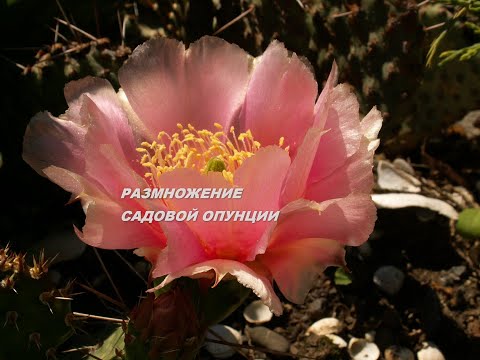 Видео: Размножение садовой опунции в июле.Все секреты колючей красотки сегодня для вас.