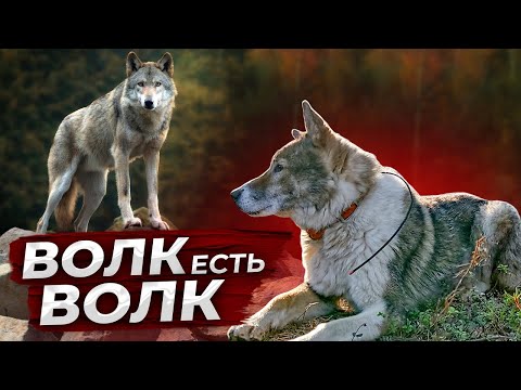 Видео: Волк убил Лайку. Тайга. Смерть всегда рядом.