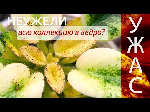 Видео: Неожиданная напасть после пересадки