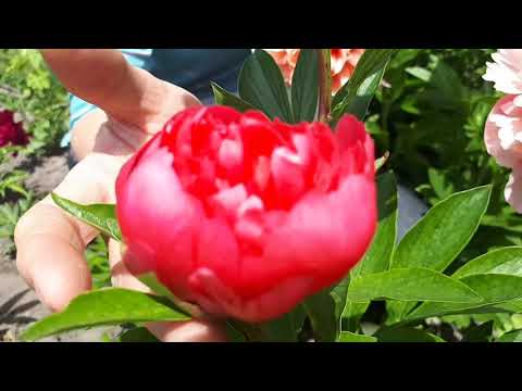 Видео: Пион  Lorelei