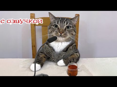 Видео: Приколы с котами! Смешные коты - Самые смешные животные С ОЗВУЧКОЙ! Ржака!!