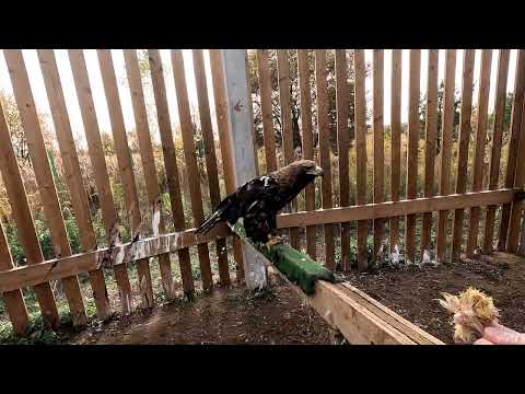 Видео: Не очень разумный голубь